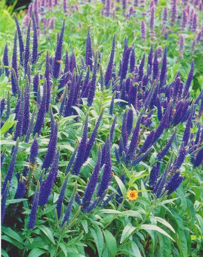 Veronica longifolia - 1,