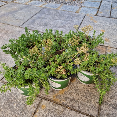 Sedum fetthenne fette - 6, x