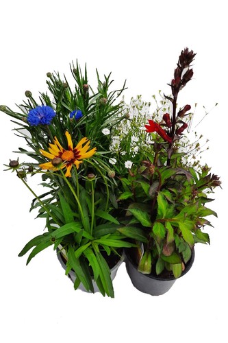 Enseleits sommerblumen bunter - enseleits,