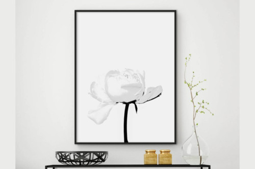 Pfingstrose bild poster - bild,