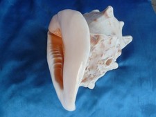 MUSCHELHORN_Cassis cornuta