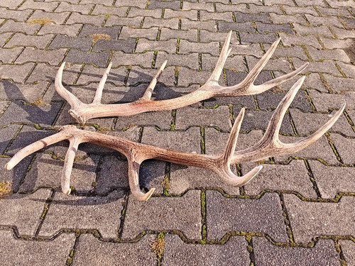 Kapitales hirschgeweih rotwild - hirschgeweih,