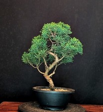 BONSAI CHINESISCHER WACHOLDER JUNIPERUS CHINENSIS OUTDOOR