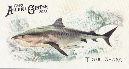 2025 topps allen - 2025, mlb