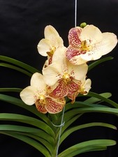 Orchidee vanda hybride yellow - orchidee,