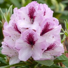 Großblumige Alpenrose