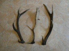 3 alte Abwurfstangen, Geweihstangen 8 Ender, Zustand, siehe Bilder!