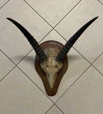 Geweih Mountain Reedbock