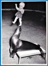 funny vintage foto sea lion