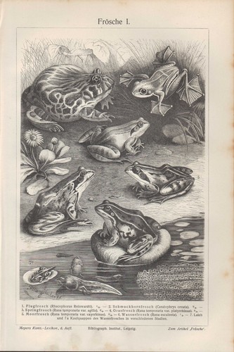 Lithografien 1908 frösche - lithografien, 1908:
