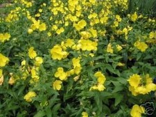 SAMEN Saat Balkon Terrasse