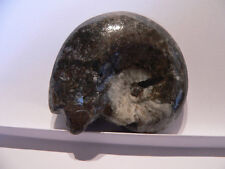 Fossilien Schnecke Goniatit