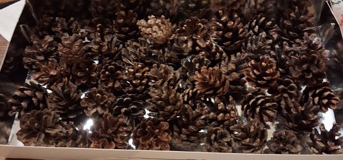 Mini kiefernzapfen bis 3 - mini, kiefernzapfen,