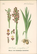 Chromolithographie : Kleinblumiges, Wanzen-Knabenkraut. Orchis coriophora L. Orc