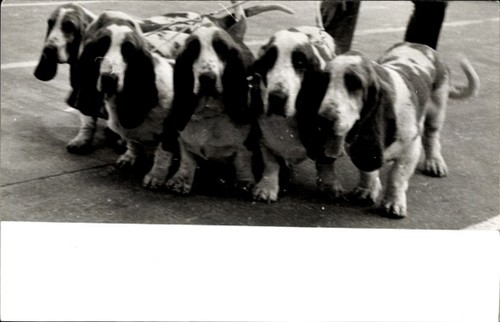 Foto hunde der leine - hunde,