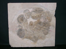 Painten - Ostrea socialis - Auster - Oberjura Malm Solnhofen Plattenkalk 23x22cm