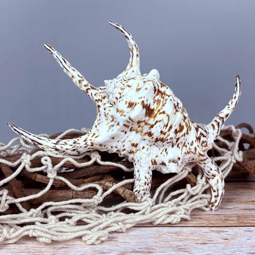 Lambis chiragra groß 20cm - lambis, 18-20cm