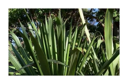10x doryanthes excelsa gymea - 10x,