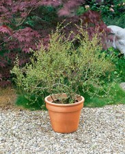 Betula nana, Zwerg-Birke