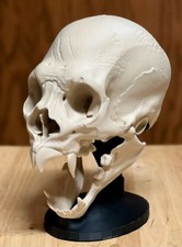 Vampier Schädel Skull Deko