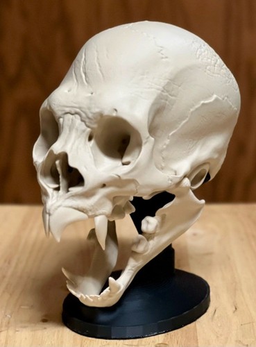 Vampier schädel skull - vampier,