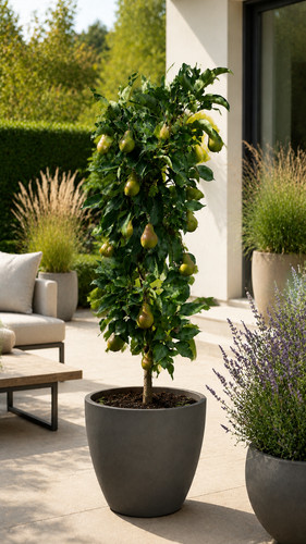 Zwergbirne luisa 100 cm - luisa, 80-100