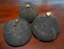 200 Samen Schwarzer Winter-Rettich Wintergemüse lagerfähige Sorte Radieschen