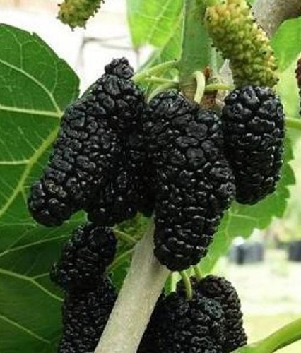 Schwarze kultur maulbeere - schwarze, kultur-maulbeere