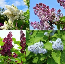 Stecklinge Sommerflieder Set