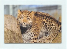 1 AK Leopard Großkatze