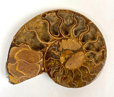 großer dekorativer Ammonit   115 x 93  mm geschnitten und poliert