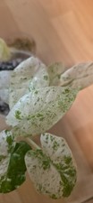 Alocasia macrorrhiza splash - 5,