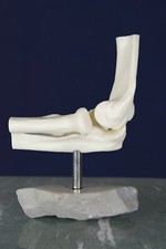 Anatomisches Ellenbogengelenk-Modell auf Naturstein-Sockel | Lehrmodell / Deko