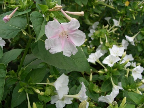 Samen wunderblume mirabilis - 40,