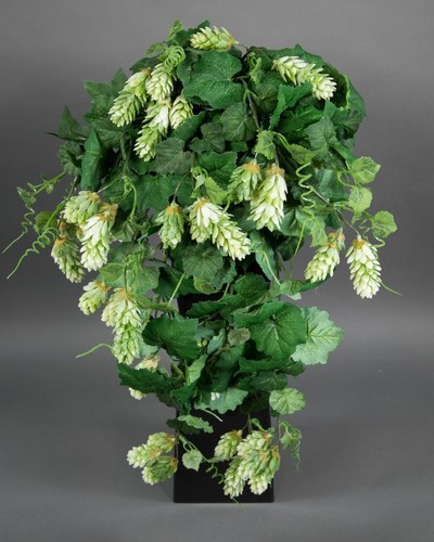 Hopfenranke 65cm - , pm