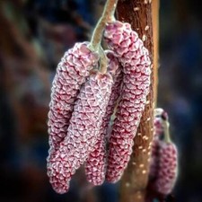 Rote zellernuss - rote,