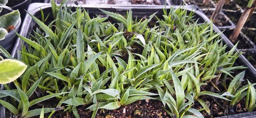 Stück agave havardiana - 50,