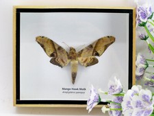 Ein echtes exotisches Insekt -