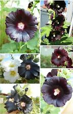 EXOT Stockrose - Bauernrose