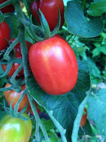 Grappoli corbarino kleine - corbarino,