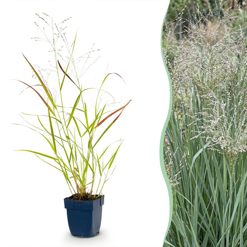 Molinia arund karl - molinia, arund.