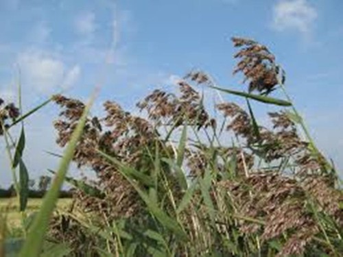 Schilf schilfrohr 300 samen - schilfrohr,