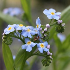 Wasserpflanzen Wolff Myosotis palustris Sumpfvergissmeinnicht 4er Set im Korb