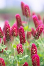 3000 Samen Inkarnatklee Trifolium incarnatum Rosenklee Bienenweide Blumen Wiese