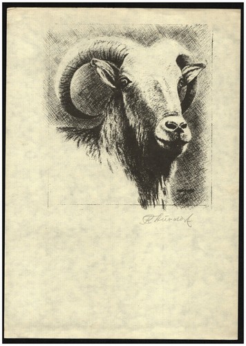 Widder wildschaf radierung - widder,