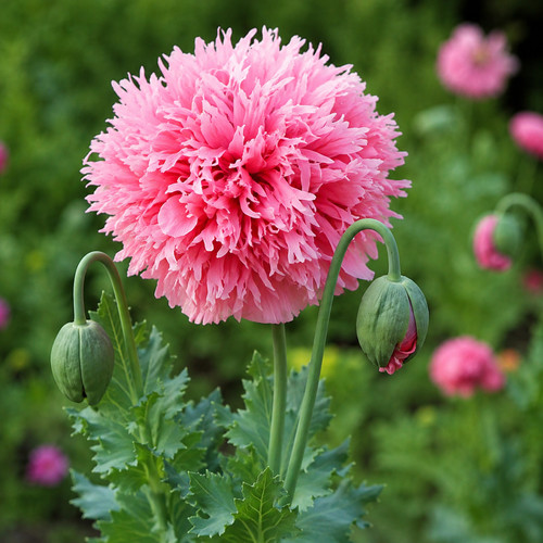 Papaver somniferum rose - 🌱,