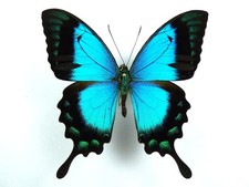 Papilio lorquinianus ssp