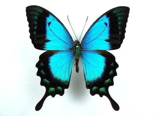 Papilio lorquinianus ssp