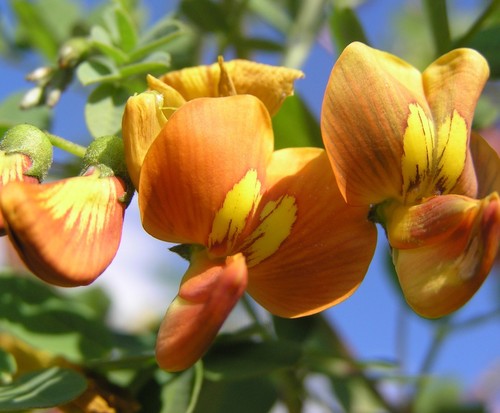 Samen exotisch gartenstrauch - samen,