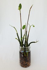 10 RED MANGROVE